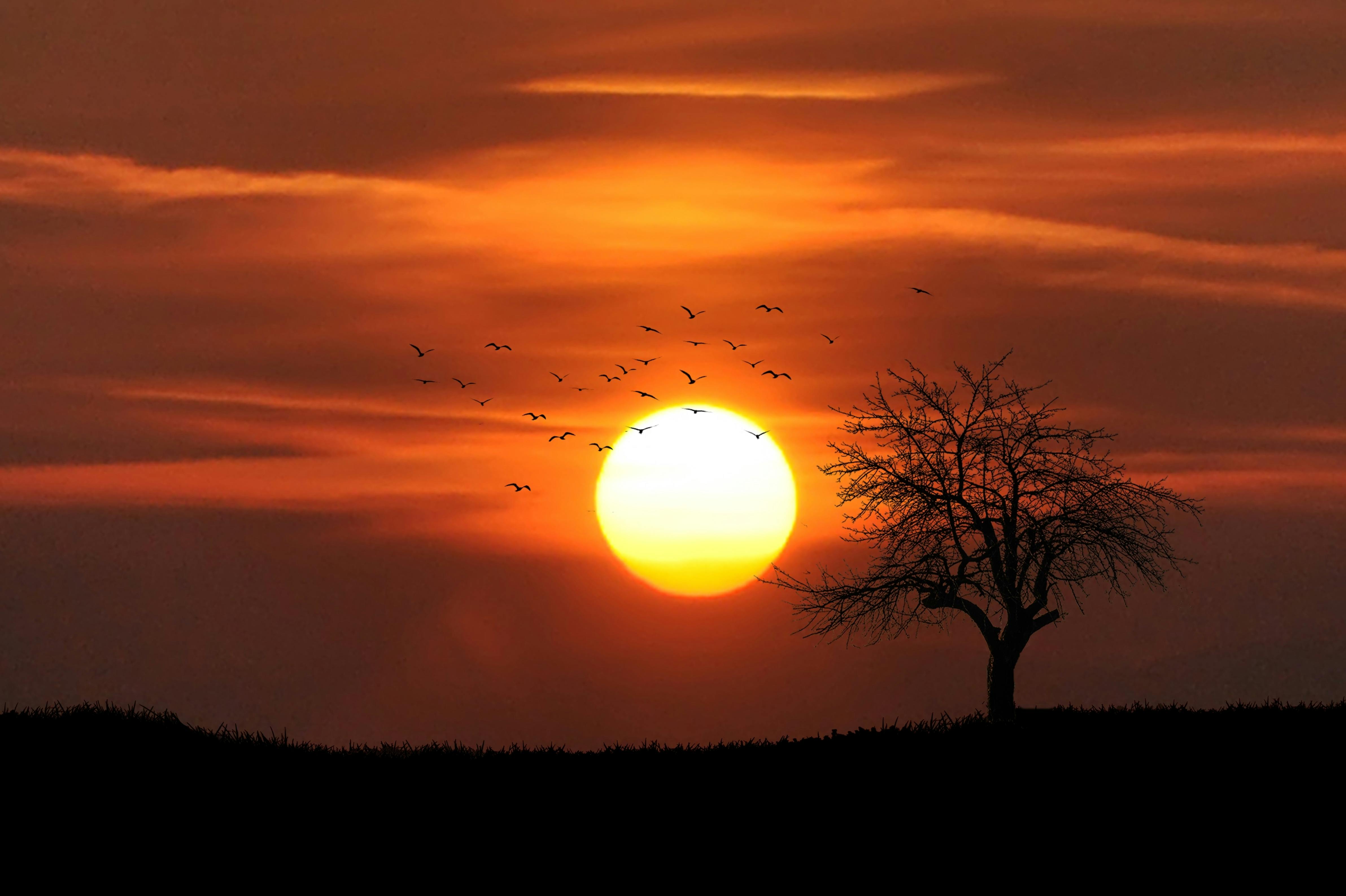nature-image