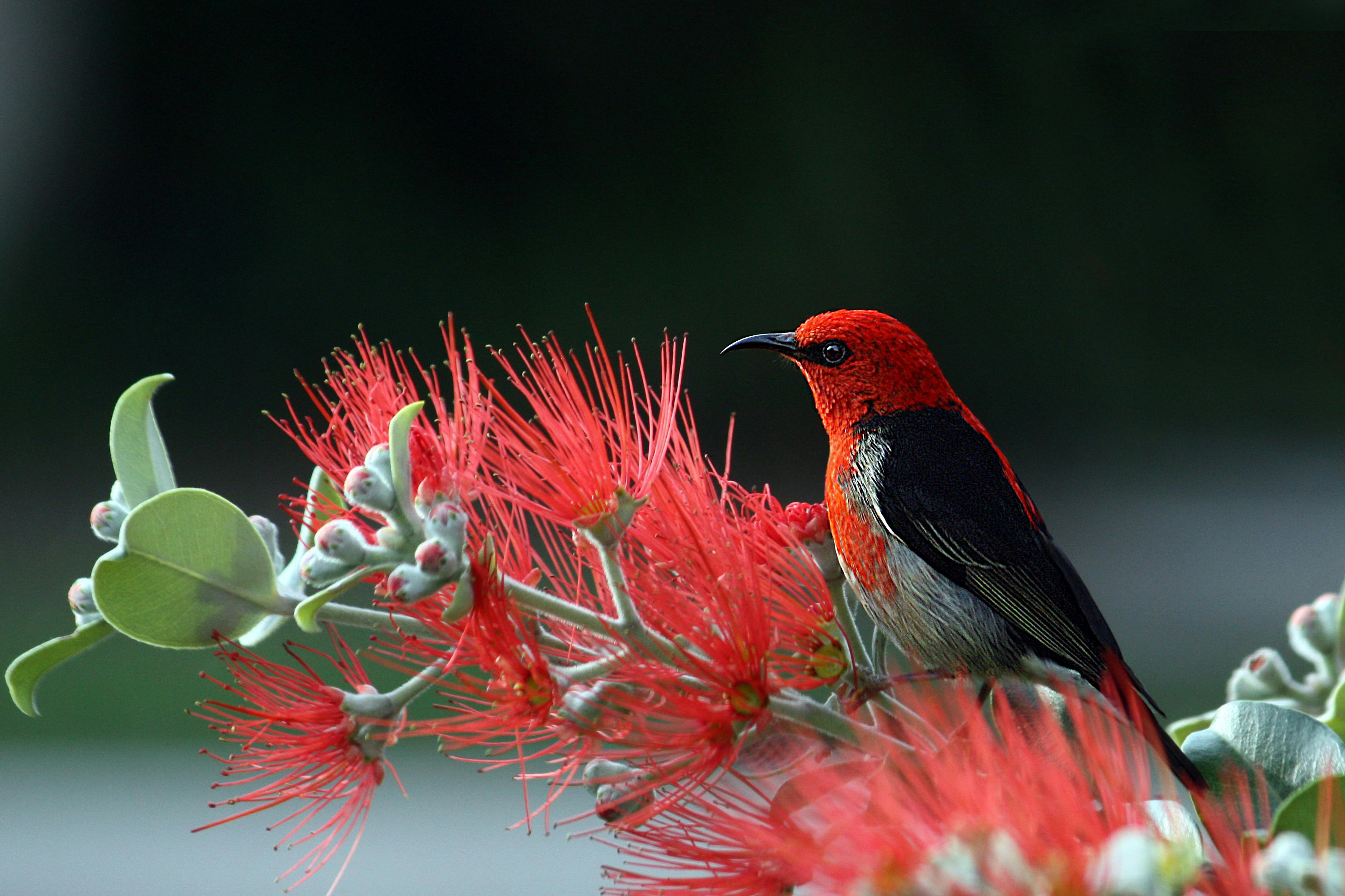 nature-image